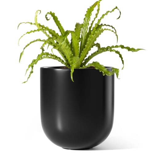 6 Inch Ceramic Plant Pot (Black / 6 Inch)