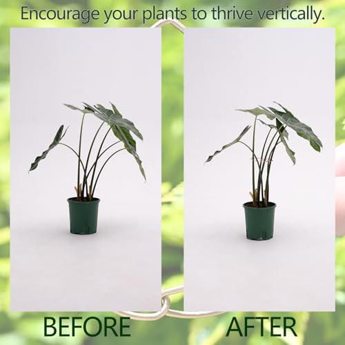 Set of 5 Monstera Plant Stem Support (Gold / 4.13IN*2.95IN)