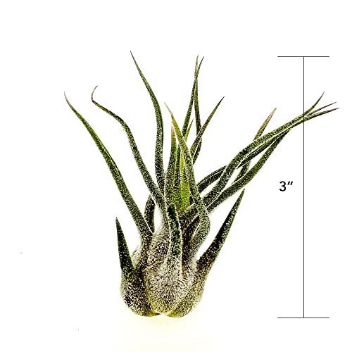 Air Plants Tillandsia Pruinosa (3 Count)