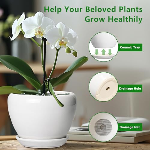 Ceramic Pot for Plants (6 Inch / Glossy White)