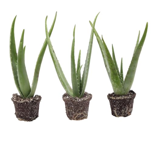 Live Aloe Vera Plant (3 Pack Nursery Pots)