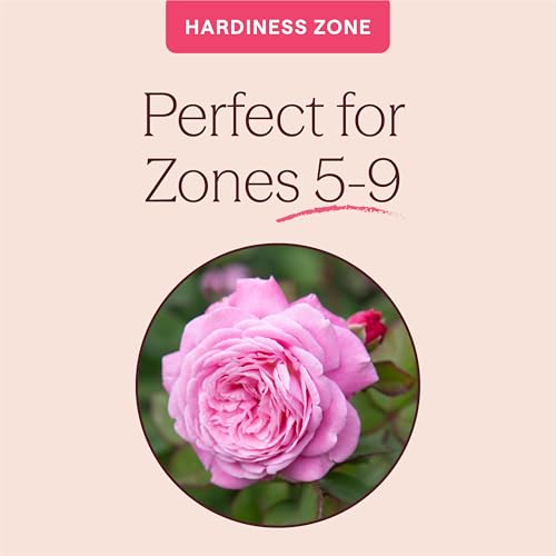 Heirloom Floribunda Roses (Parfuma Summer Romance)