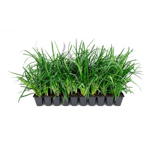 Liriope Super Blue (30 Count)