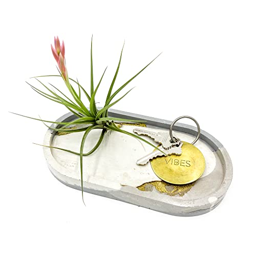Air Plants Flowering Tillandsia Aeranthos (1 Pack / Aeranthos)