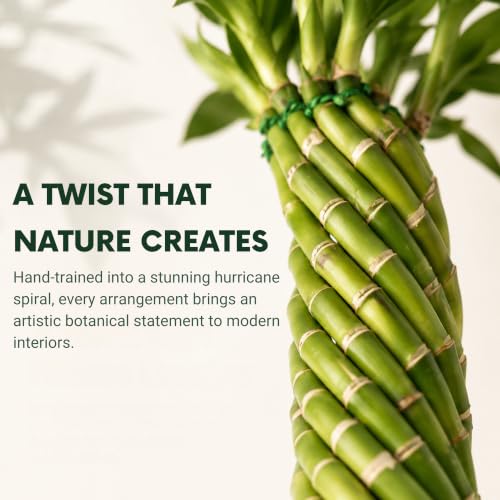 Live Hurricane Bamboo Plant