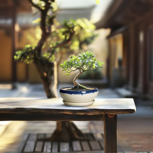Succulent Pots 6 Inch (6 Inch / Blue-beige)