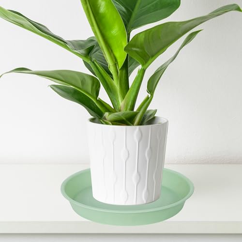 2 Pack of 8 inch Plant Saucer Clear (8" (2 pack) / Light Green)