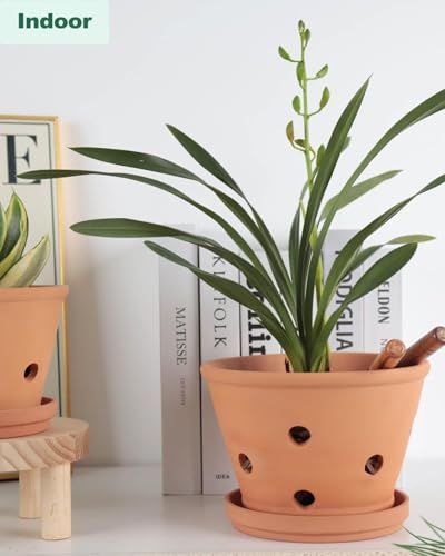 6 Inch Terracotta Orchid Pots with Holes and Saucers