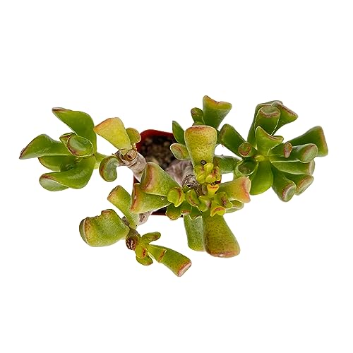 Crassula Shrek's Ear Cute Jade Succulent Plant (Crassula Shrek's Ear)