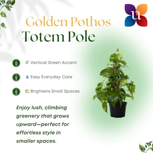 Golden Pothos Totem Live Plant 10 (Plant Pot / 6-inch Totem Plant Pot)
