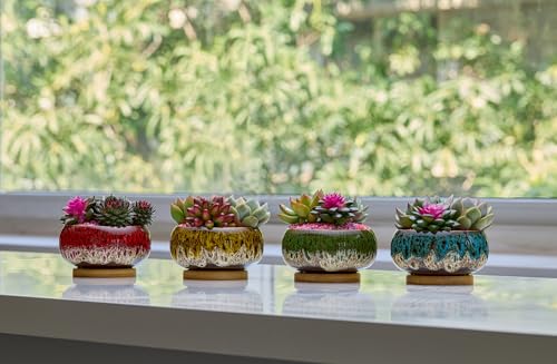 Cute Ceramic Succulent Garden Pots (Round+white Border)