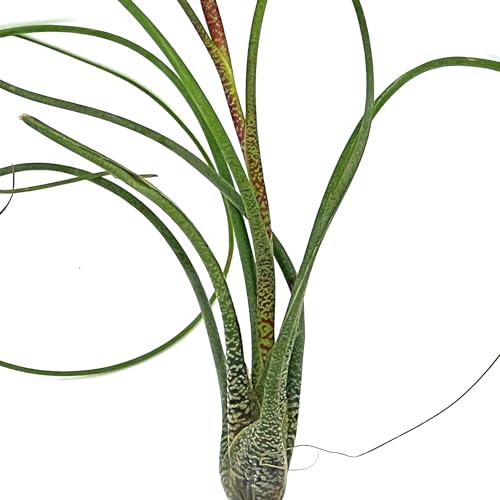 Live Air Plants (3 Count)