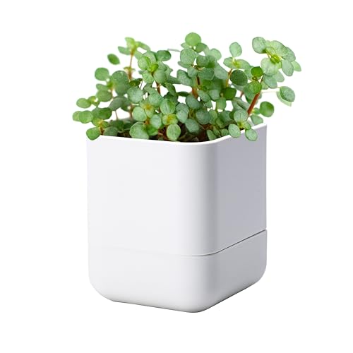 4.5 Inch Wall Mounted Self (4.5" (1 Pack) / White)