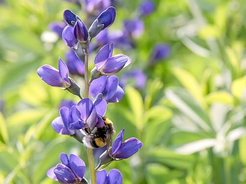 Live Perennial Plants (10 Pots)