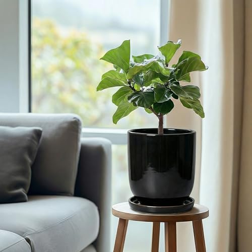 Ceramic Plant Saucer 7.5 Inch (7.5 Inch / Black)