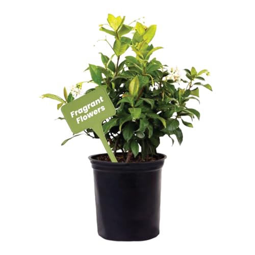 Live Confederate Jasmine (Confederate / 6-Inch Pot)