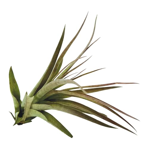 Air Plants Tillandsia Brachycaulos Multiflora (5 Count)