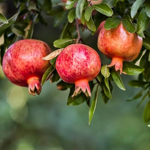 Wonderful Pomegranate (4 Count)