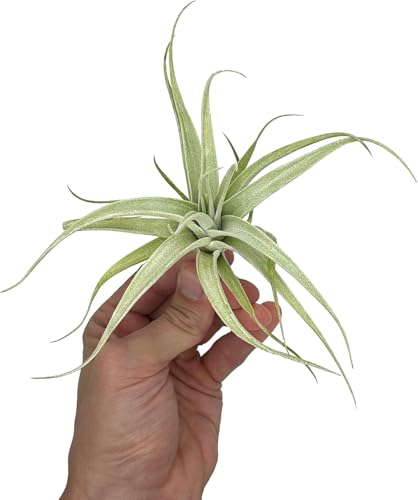 Live Air Plants (2 Count)