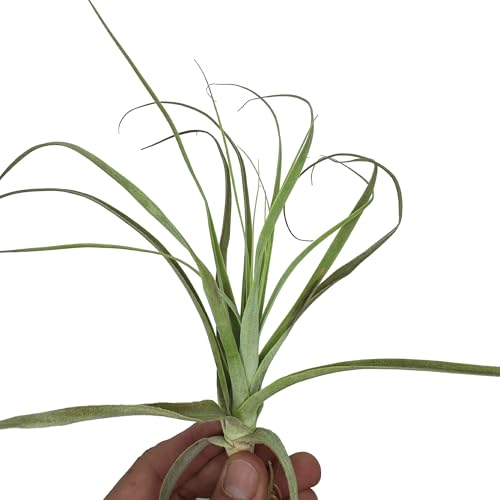 Air Plants Tillandsia Straminea Jumbo 6 (5 Count)