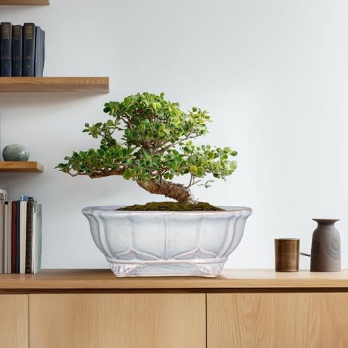 13.2 Inch Succulent Pots (13.5 Inch / Oval Grey)