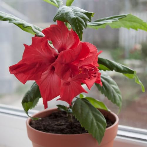 Red Hibiscus rosa (2 Count)