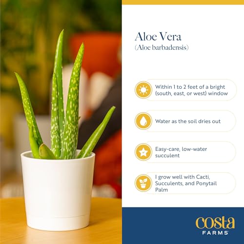 Aloe Vera Live Indoor Plant (Aloe Vera, 10-12 Inches Tall, in Grower's Pot, 2-Pack)