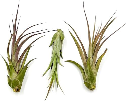Live Air Plant (5 Count)
