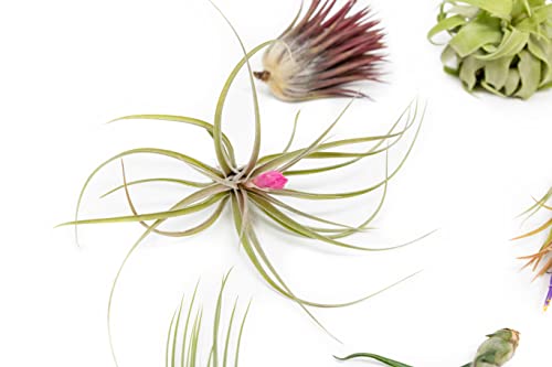 6 Grab Bag Pack Small & Medium Air Plants (6 Count)