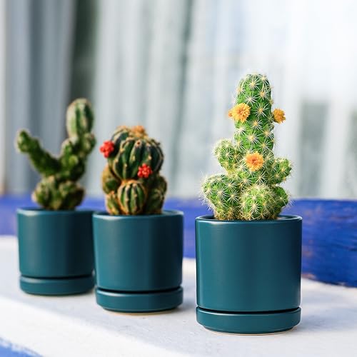 2 Pack Ceramic Pots with Saucers (2 Count)