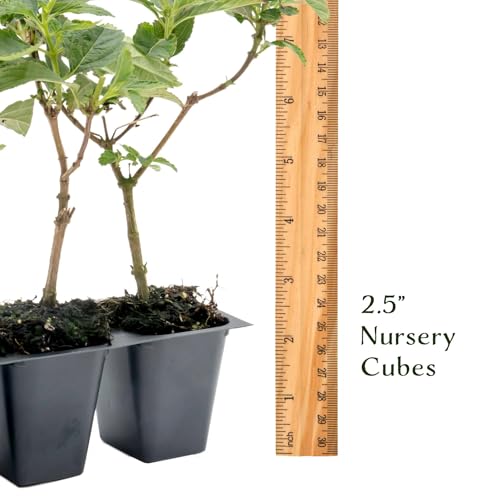 3 Dallas Red Lantana in 2.5” Nursery Cubes (3 Dallas Red Lantana)