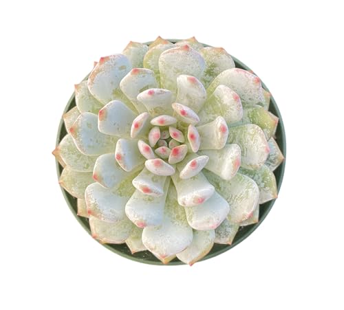 Echeveria Monroe Excellent (Echeveria Monroe Excellent)