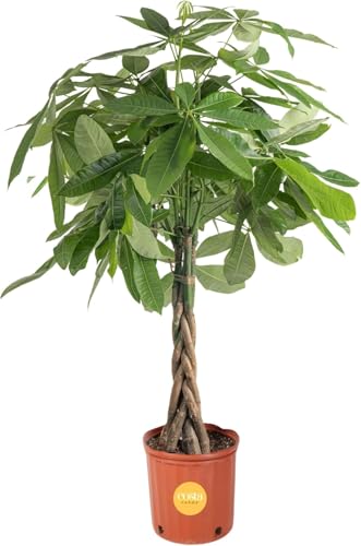 Money Tree Live Indoor Plant (Money Tree, Large (3-4 Feet Tall) in Grow Pot)