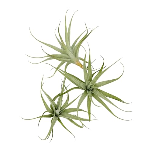 Live Air Plants