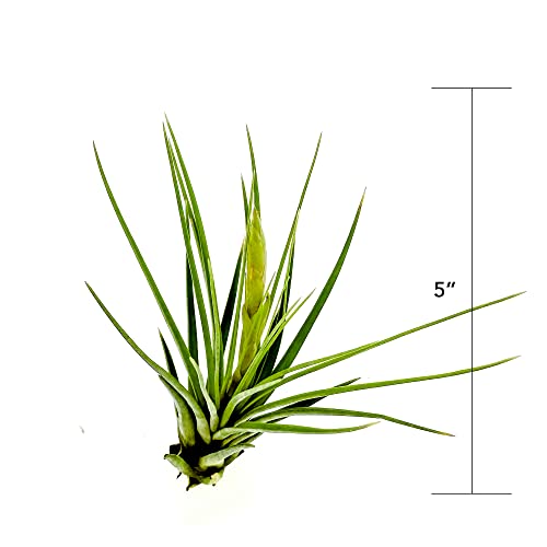 Air Plants Flowering Tillandsia Melanocrater Tricolor (5 Count)