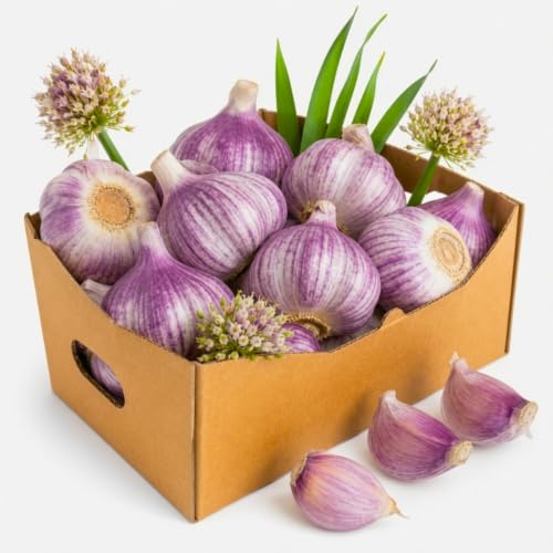 1 LB Purple Hardneck Garlic Bulbs for Planting in Fall (Purple Garlic)