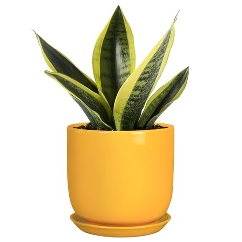 Plant Pot 5 Inch (5.3 Inch / Gloss Yellow)