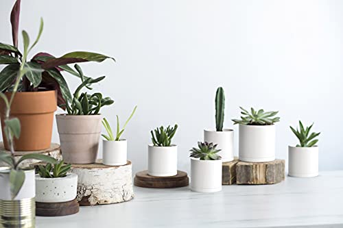 12 Pack Mini White Plastic Planters with Saucers (3")