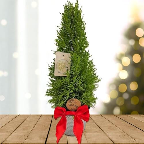 Live Lemon Cypress Plant (4 Count (Cup) / cypress-lemon)
