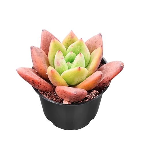 Echeveria 'Baekya' (Echeveria 'Baekya')