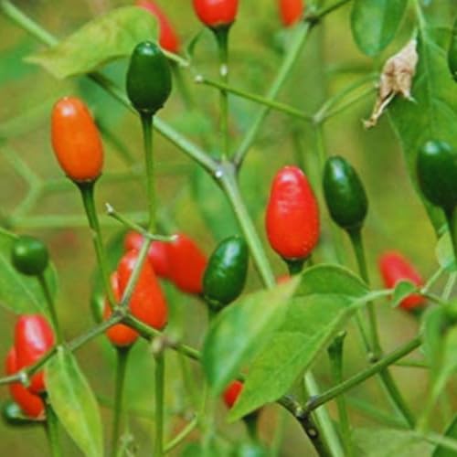 Chiltepin Pepper Plants Live (Chiltepin Tepin Bird Pepper)