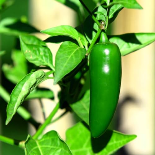 Serrano Pepper Plants Live (Serrano Pepper)