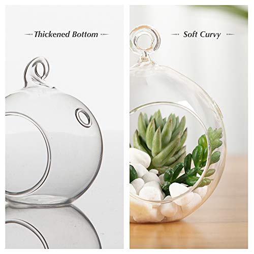 WGV Hanging Terrarium Globe (24 Count)