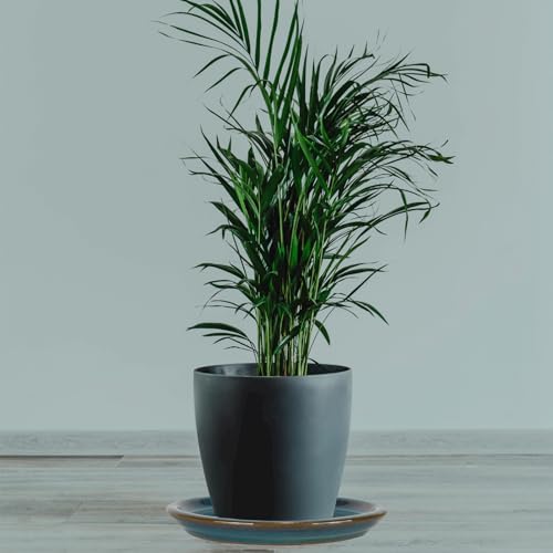 Ceramic Plant Saucer (2 Count)