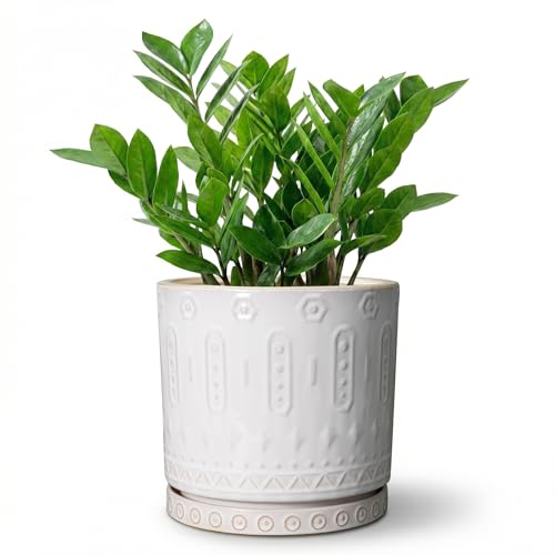 8 Inch Plant Pot (8 Inch / White - 2)