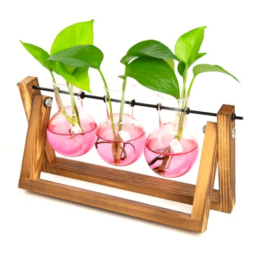 Plant Terrarium Kit with Wooden Stand 3 Gradient Pink Bulb Vases (Pink)