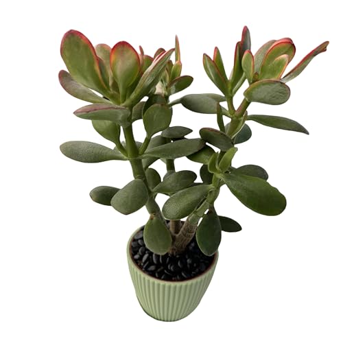 Live Succulent Golden Jade with Green Stripe Pot (Green Pot)