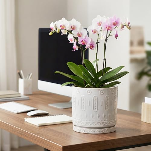 8 Inch Plant Pot (8 Inch / White - 2)