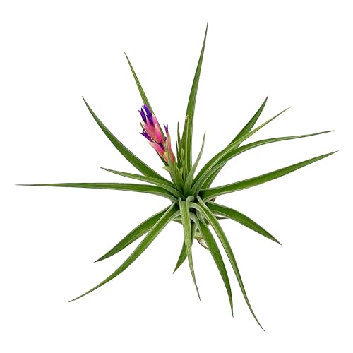 Air Plants Flowering Tillandsia Aeranthos (1 Pack / Aeranthos)