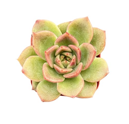 Echeveria 'Black Crystal' (Echeveria 'Black Crystal')